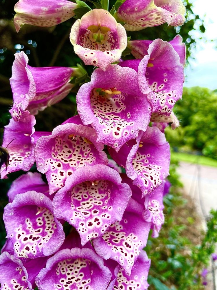Humble foxglove