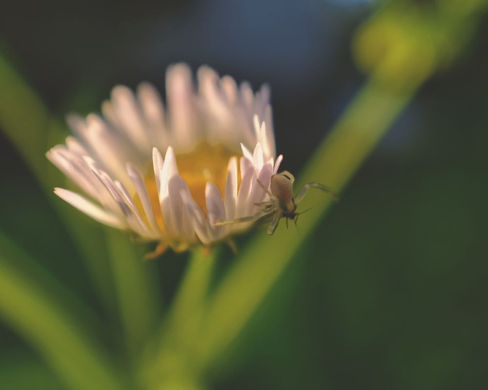 Фотография автора Aliaksandr Kazhdan