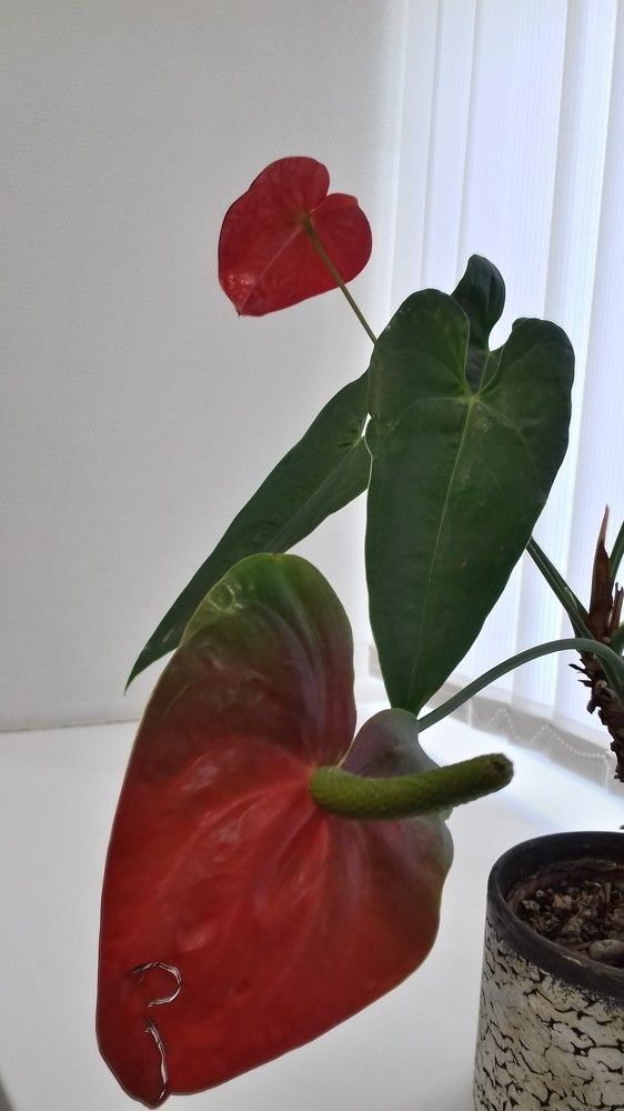 Photograph by Галина Петрушенко