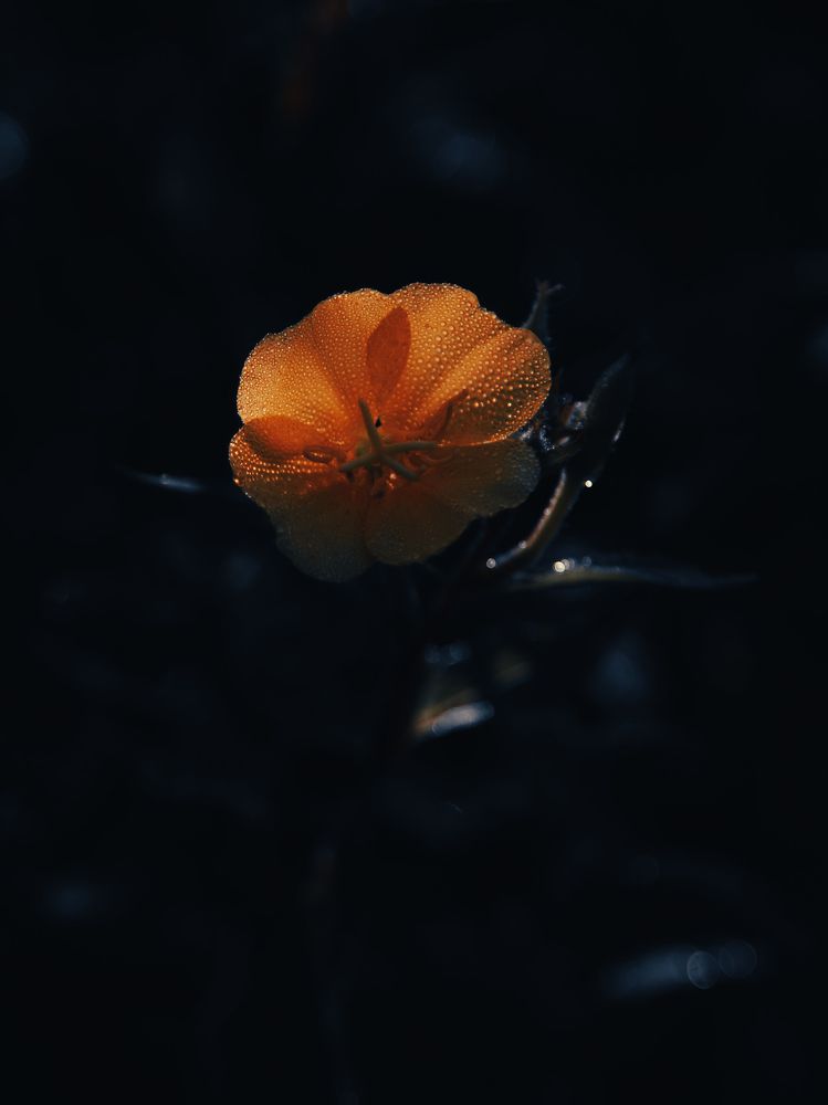 Photograph by Григорий Шишонков