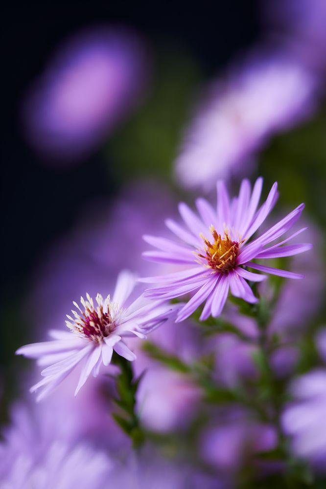 Photograph by Oscar Lata