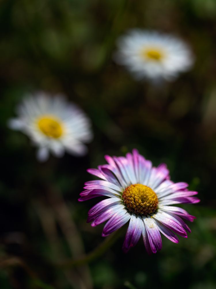 Photograph by Oscar Lata