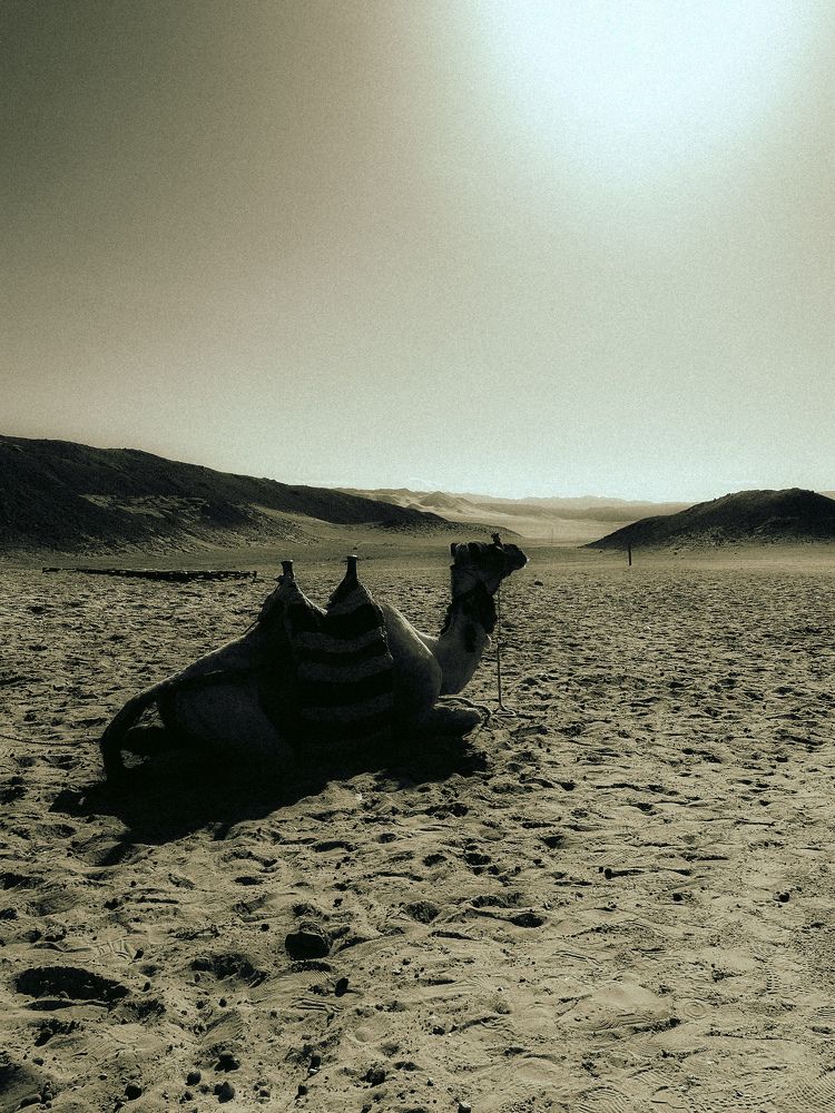 Photograph by Жанар Джумабекова