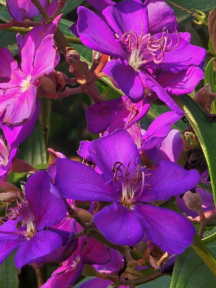 Фотография автора Elaine Almeida