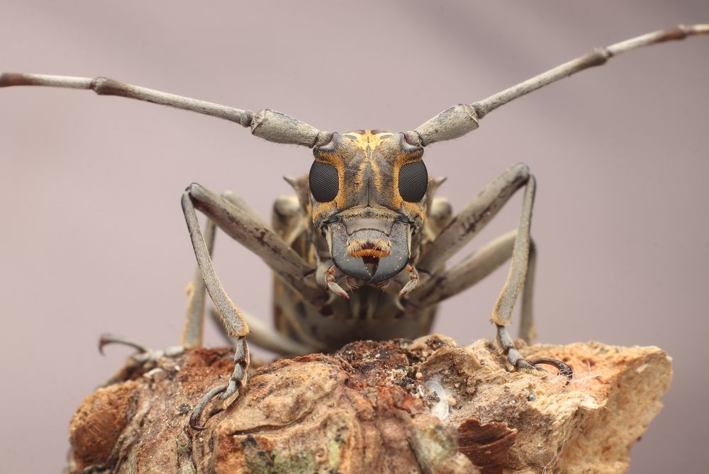 Photograph by Mark Kineth Casindac