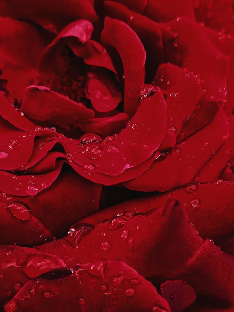 Photograph by Root Dariia