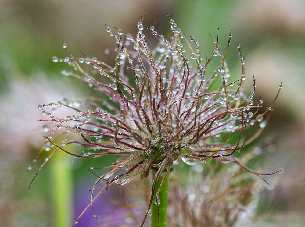 Photograph by NADEZHDA PELYMSKAIA