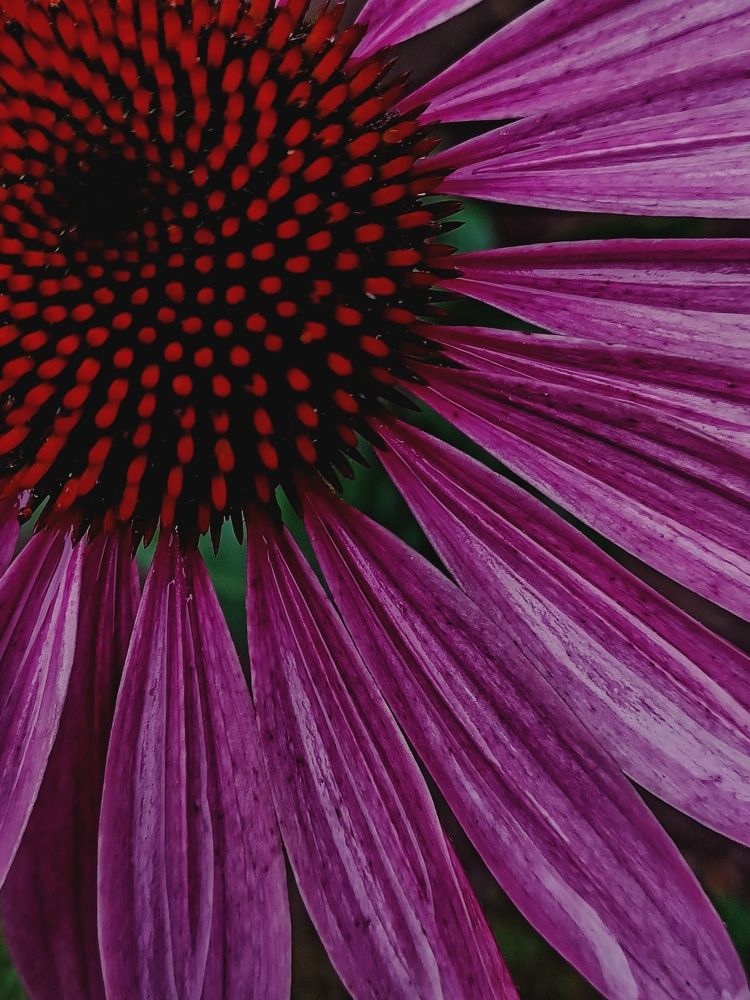 Photograph by Root Dariia