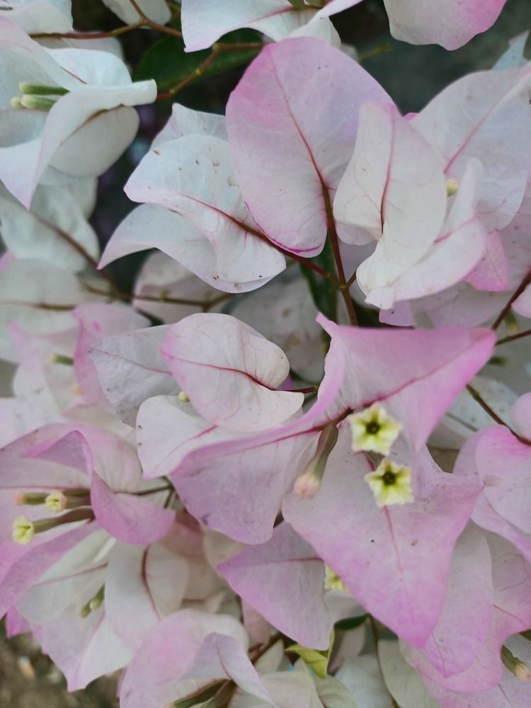 Photograph by Root Dariia