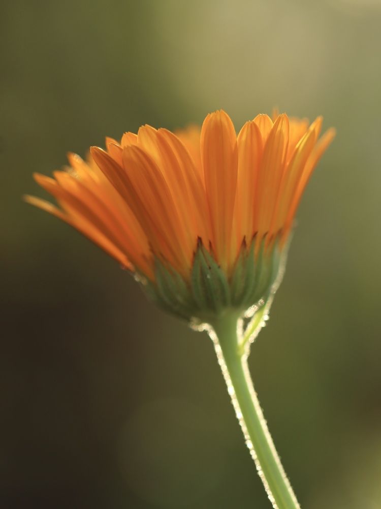 Photograph by Рина Серёгина