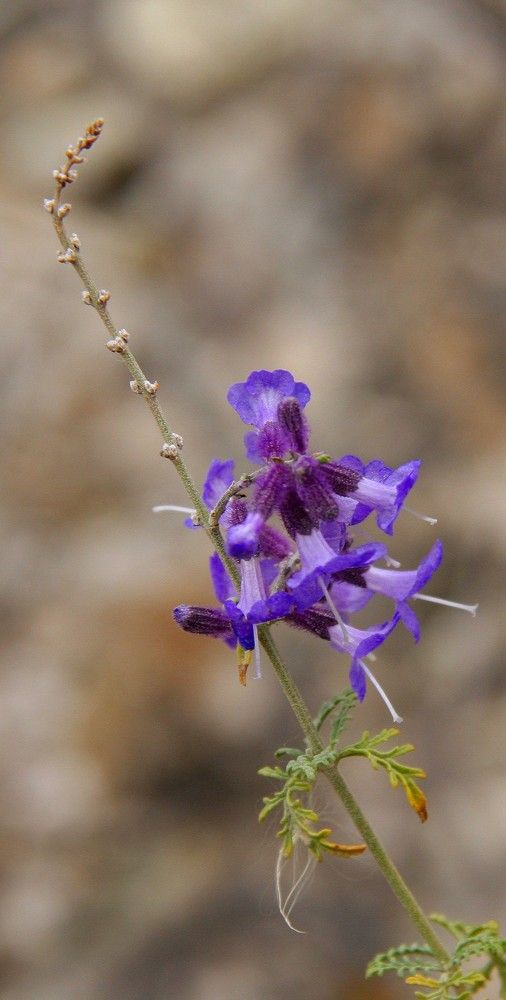 Photograph by Лариса Фомина