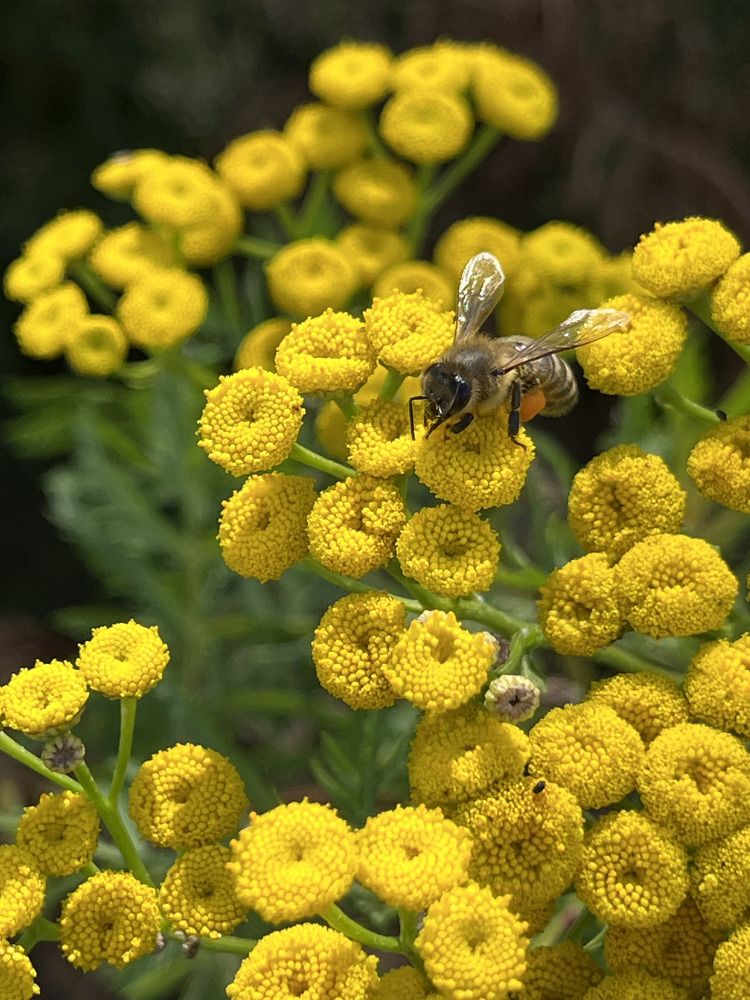 пижма обыкновенная