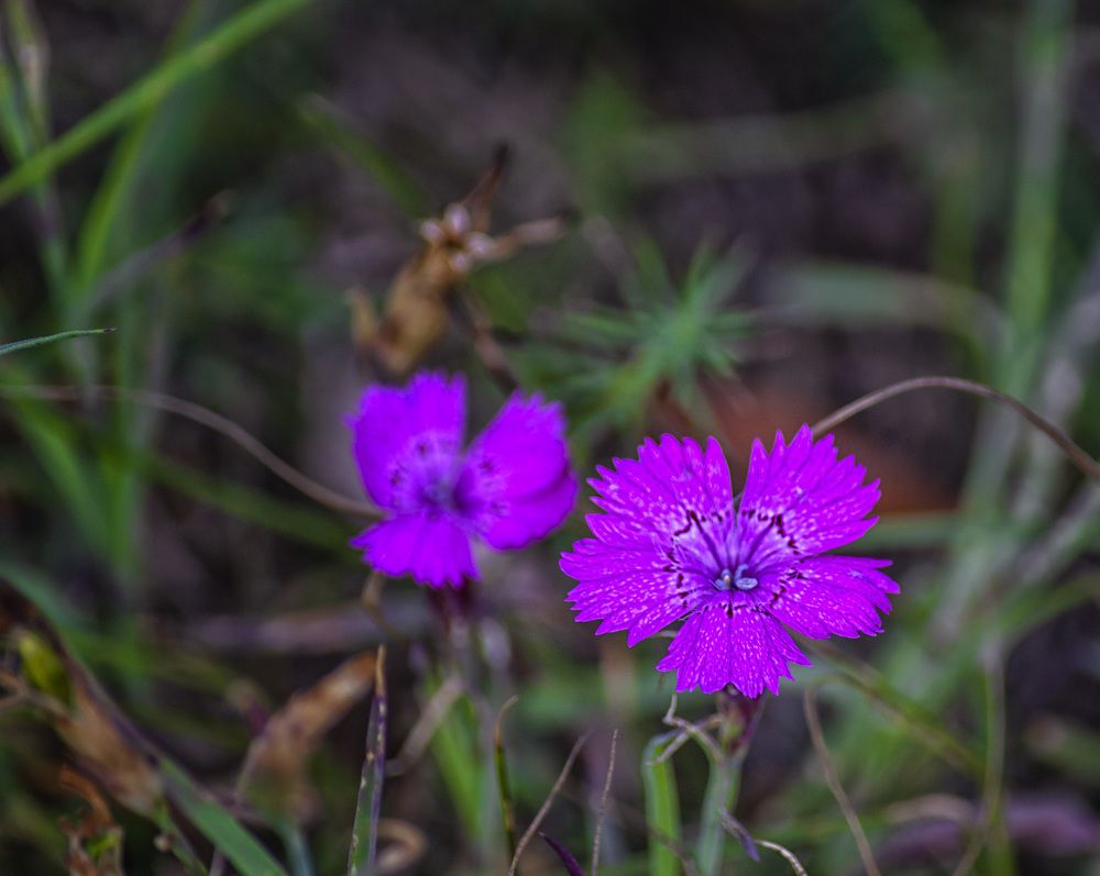 Photograph by Цветков Сергей