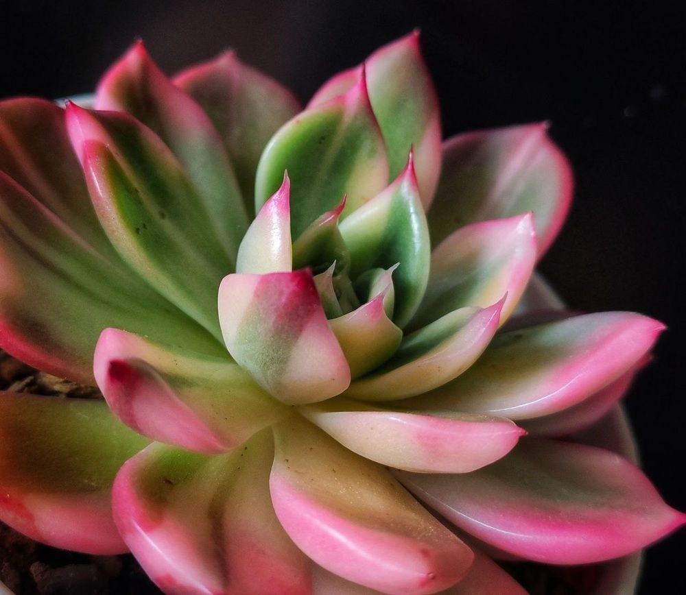 Photograph by Надежда