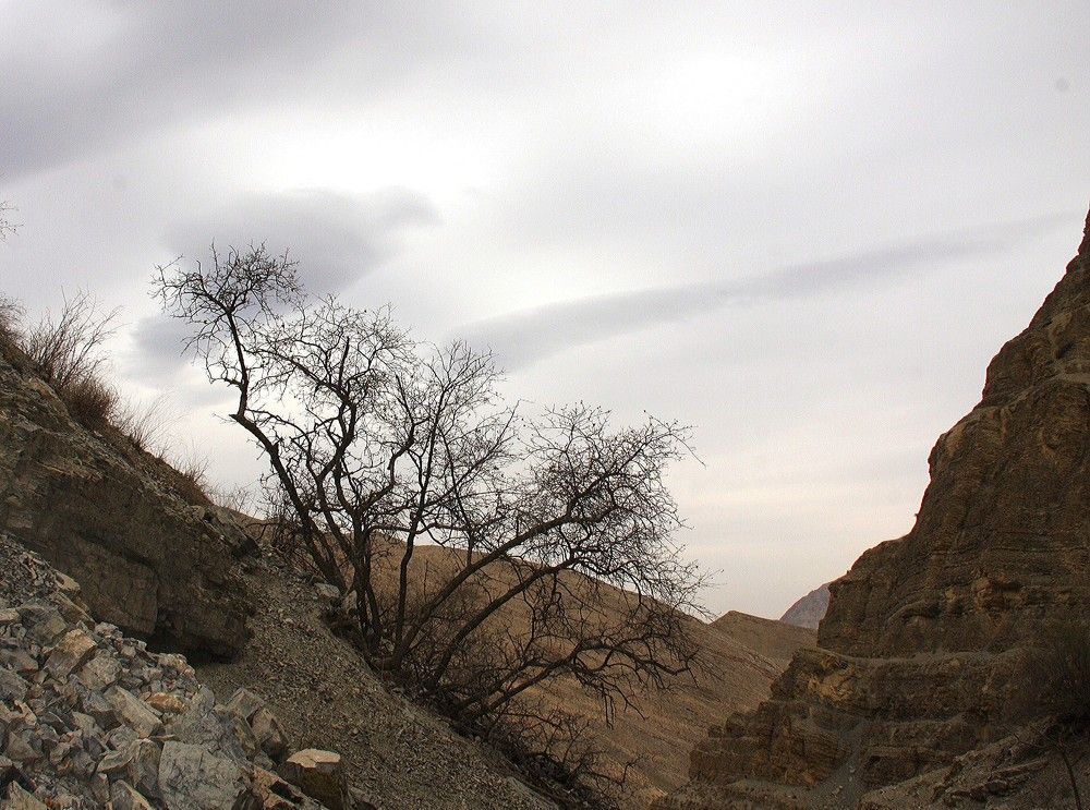 Photograph by Лариса Фомина