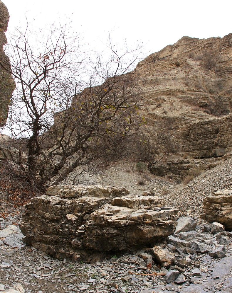 Photograph by Лариса Фомина