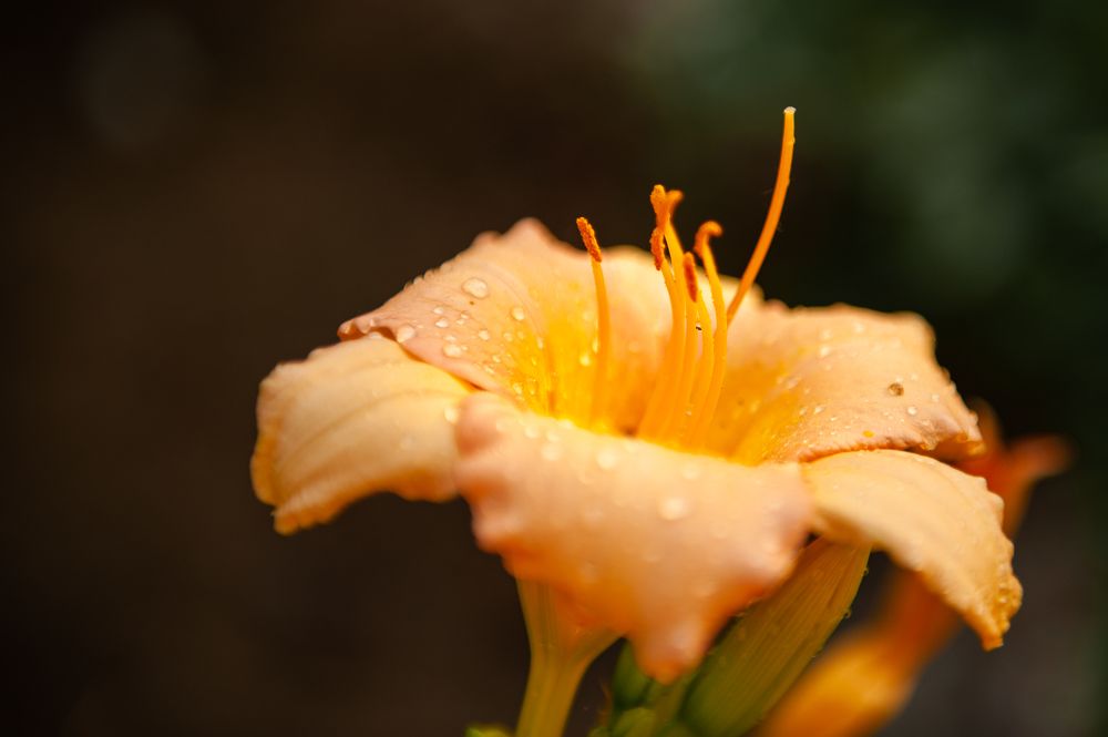 Фотография автора Елена Ефименко