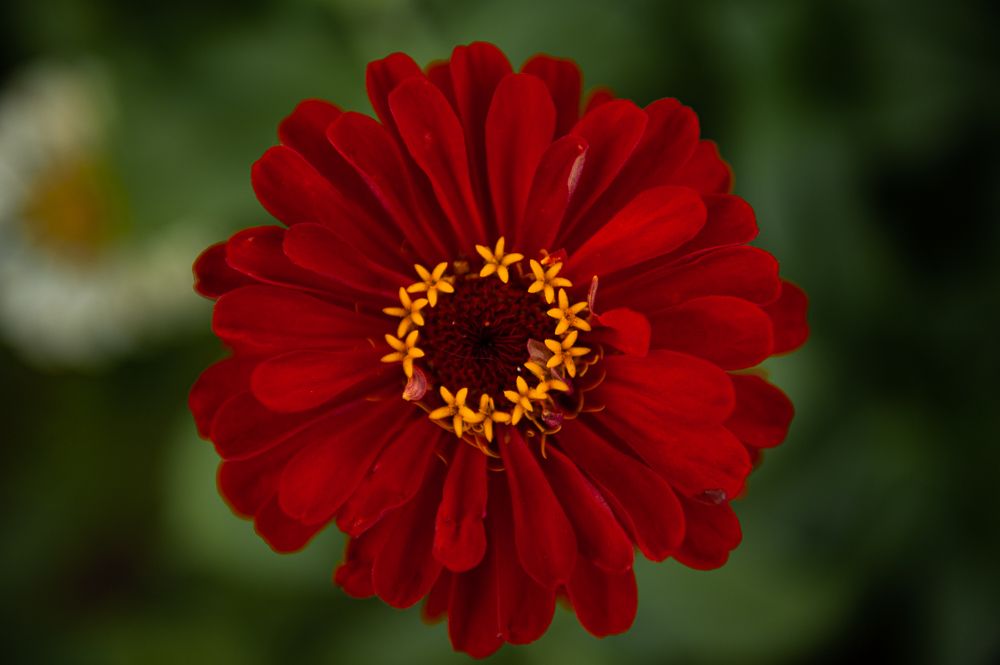 Фотография автора Елена Ефименко