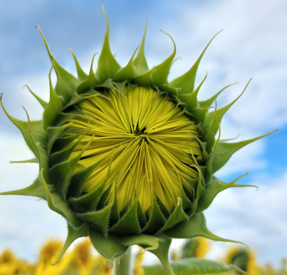 Photograph by Наталья Дубовкина