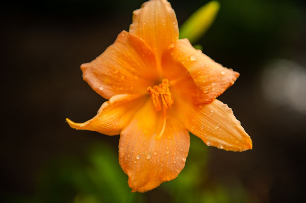 Фотография автора Елена Ефименко