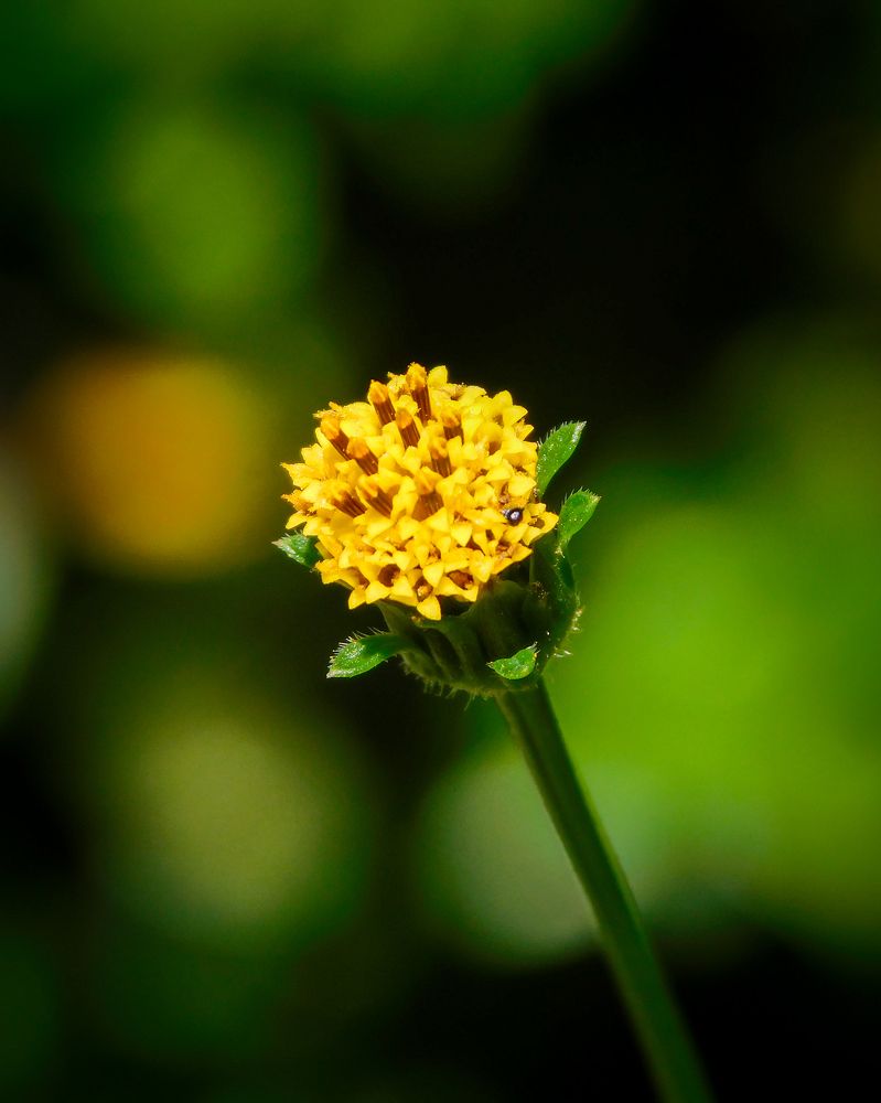 Photograph by Mauricio Santiago Boulogne