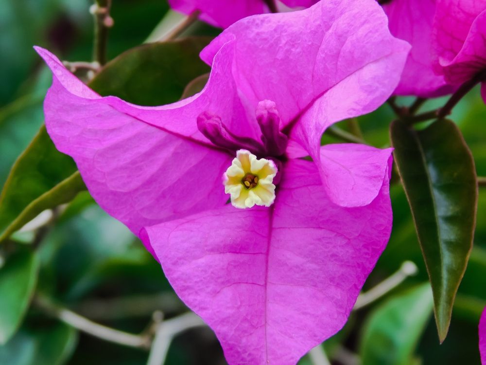 Photograph by Mauricio Santiago Boulogne