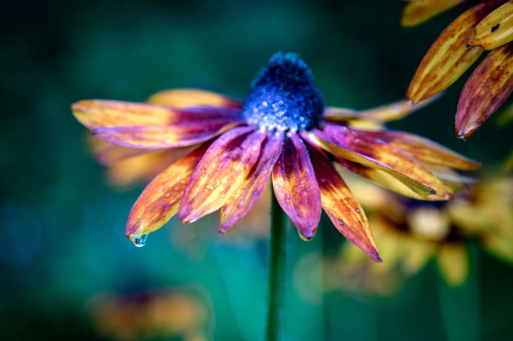 Фотография автора Станислава Гордеева