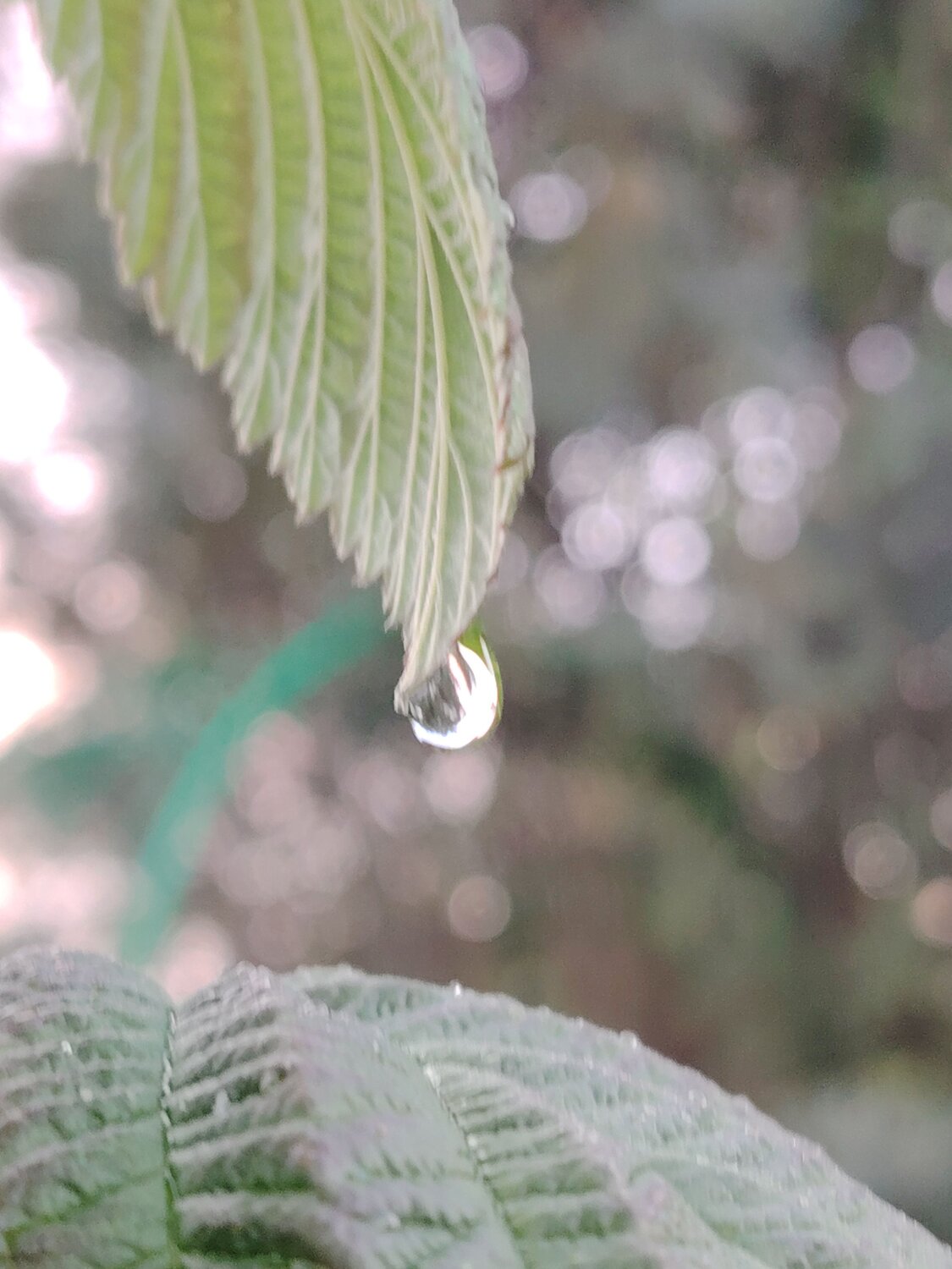 Photo #10907957