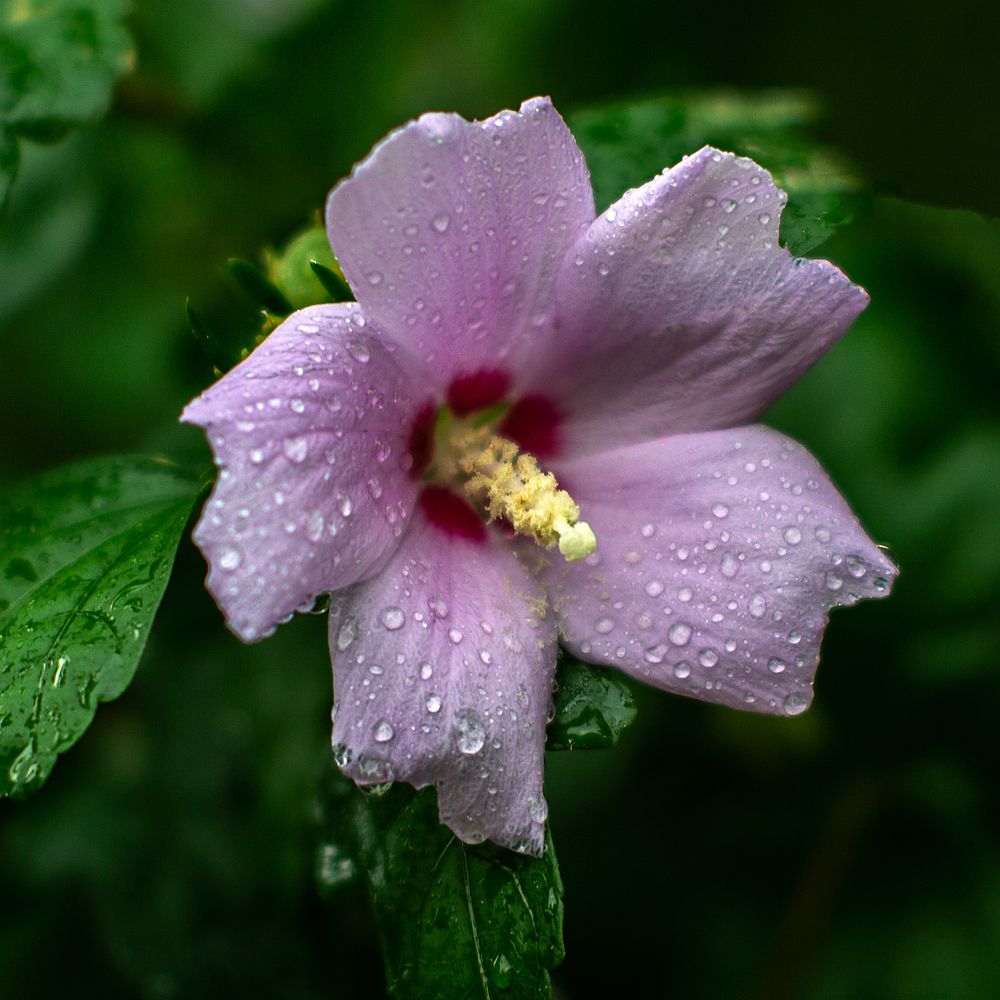 Photograph by Виталий Павлов