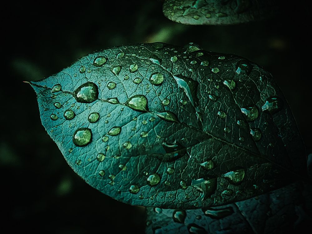 Photograph by Элен Пройс