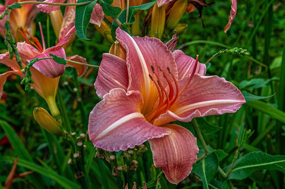 Photograph by Vladimir  Komarov