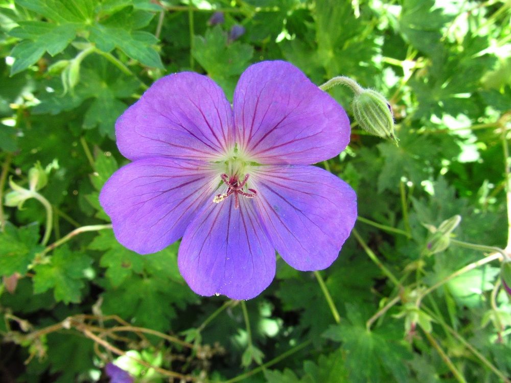 Photograph by Денис Веску