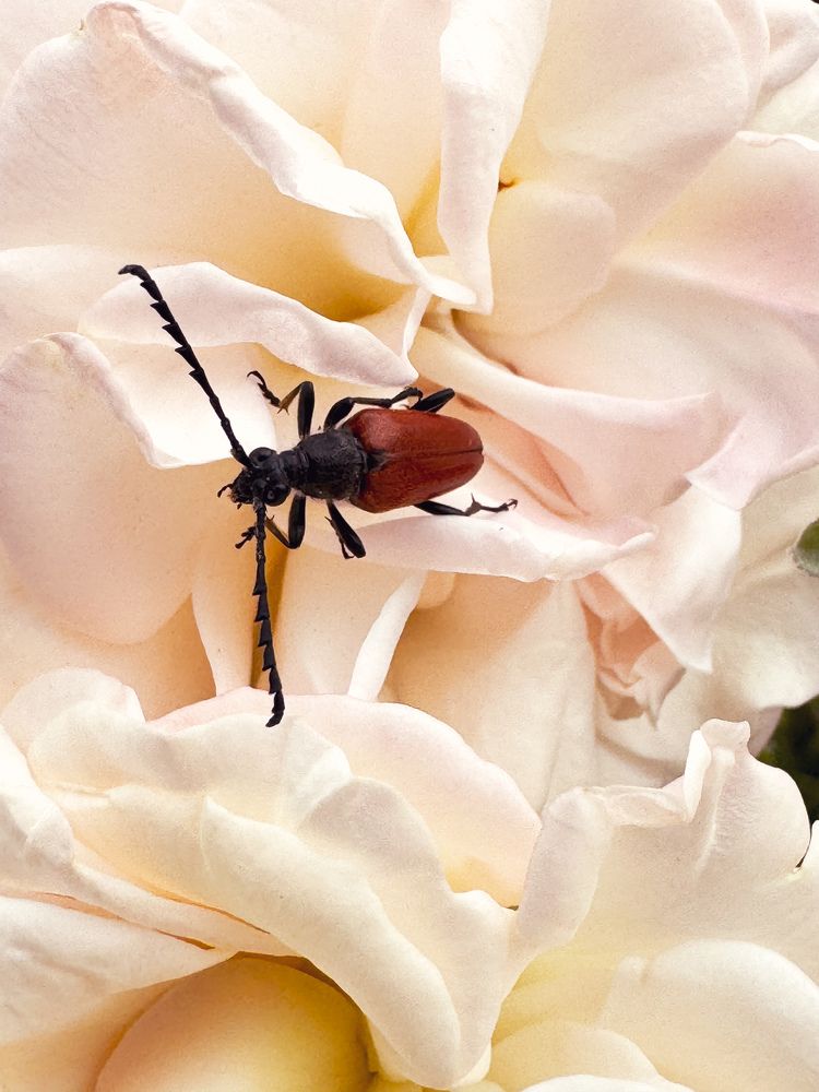 Photograph by Аlina BRAZIUL