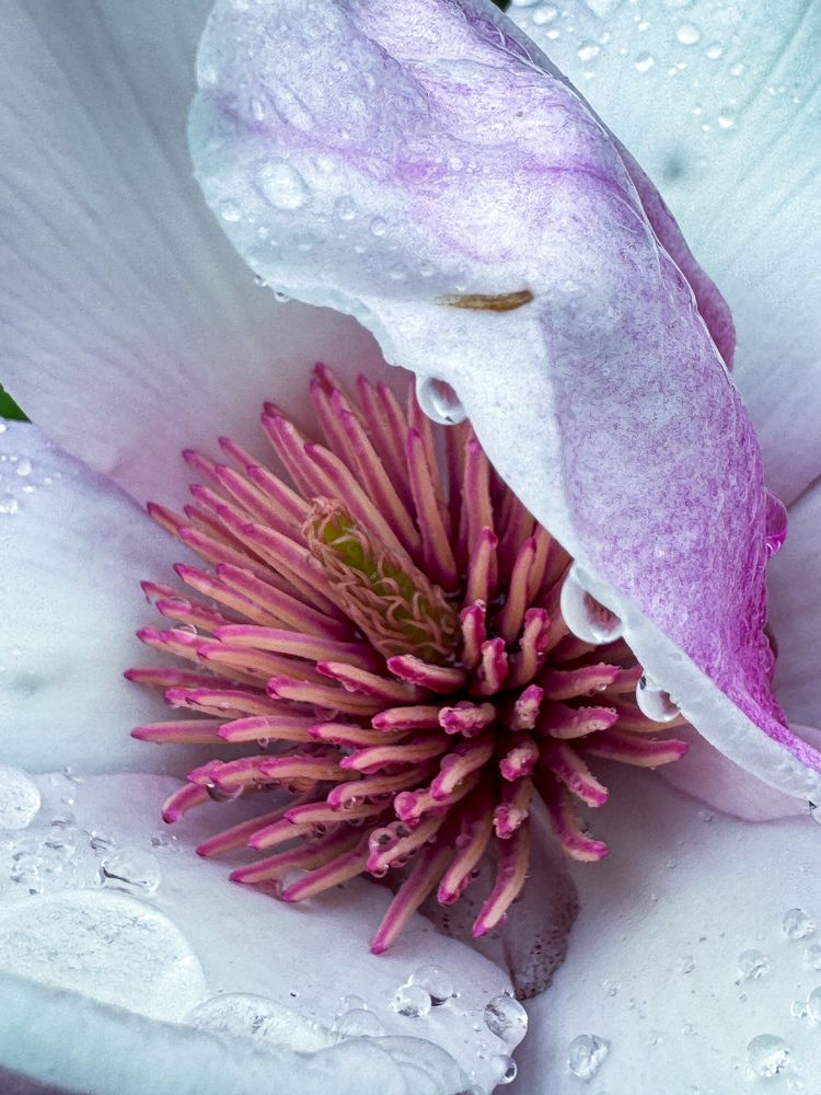 Photograph by Аlina BRAZIUL