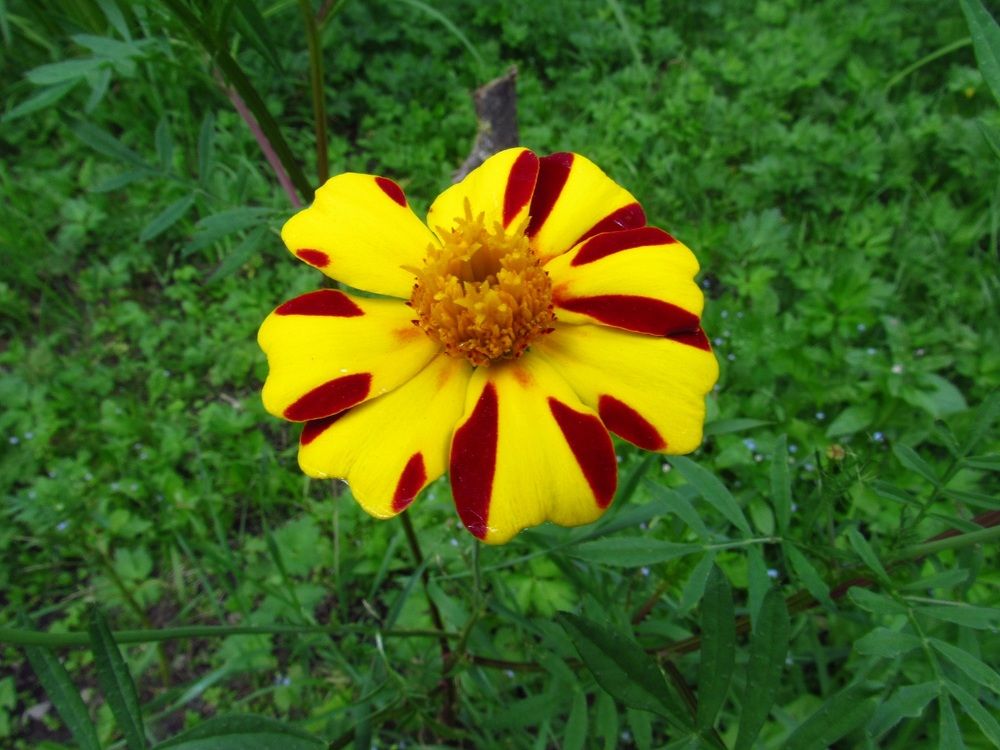 Photograph by Денис Веску