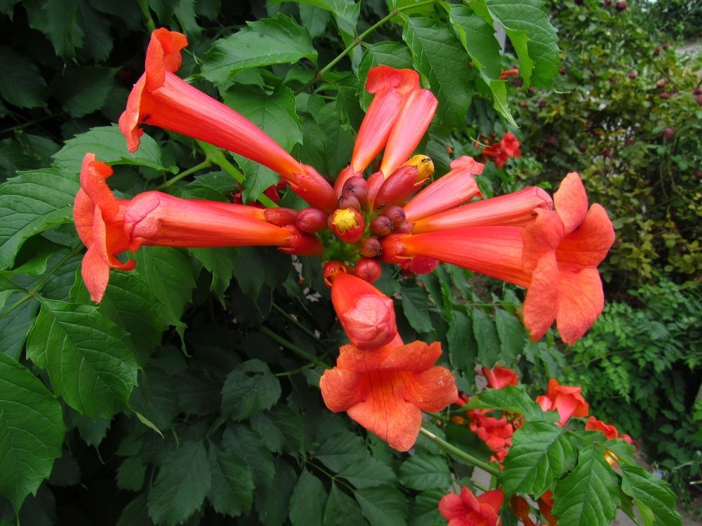 Photograph by Денис Веску