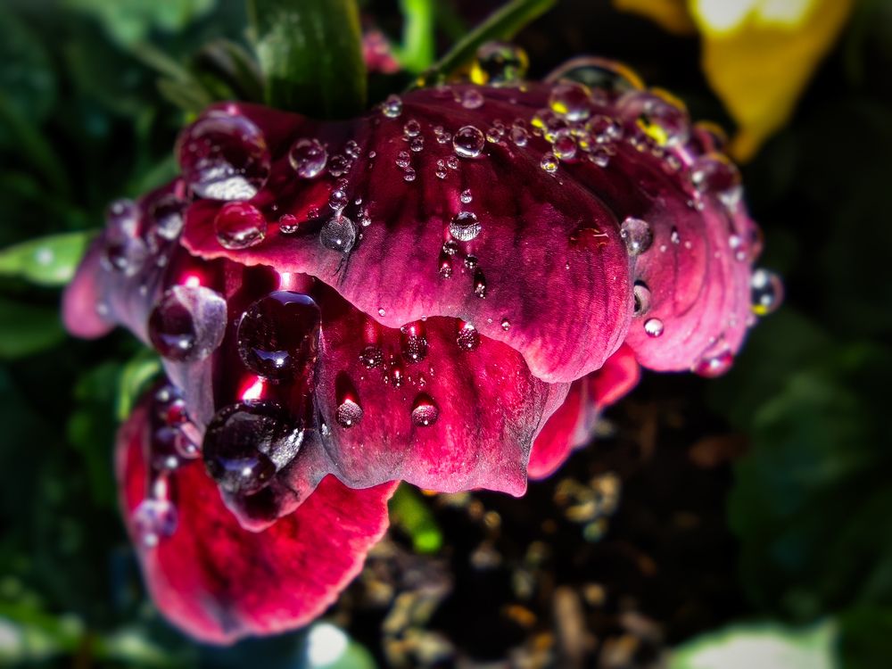 Photograph by Аlina BRAZIUL