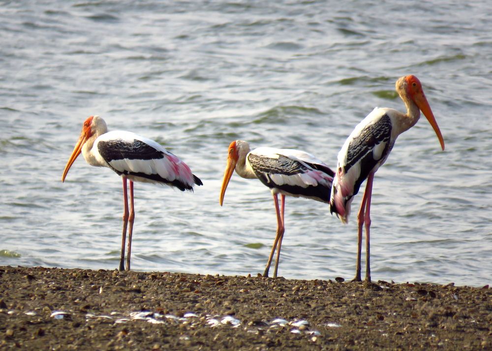 3 painted stroks meditating beside lake