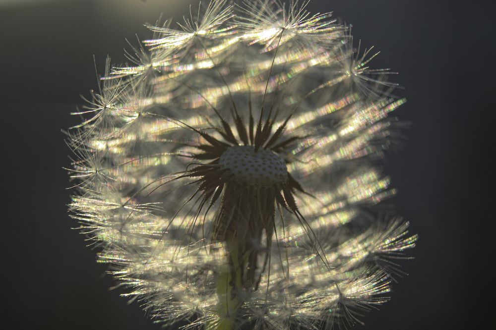 Переливы одуванчика