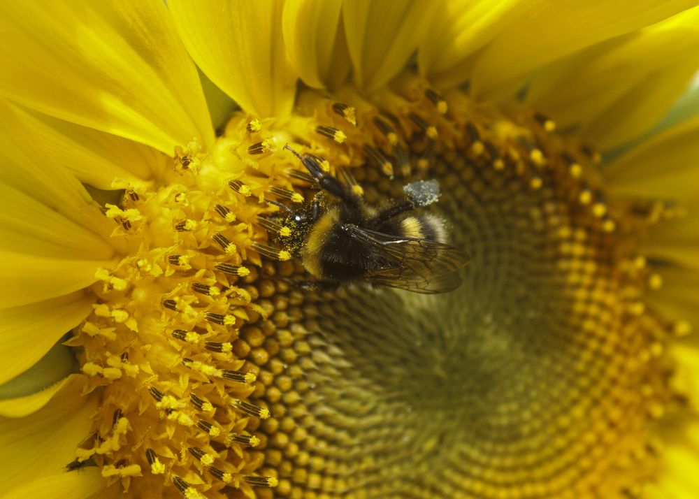 Подсолнух и его "гость"