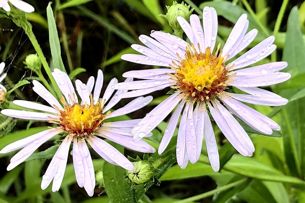 Фотография автора Olga Golubkova