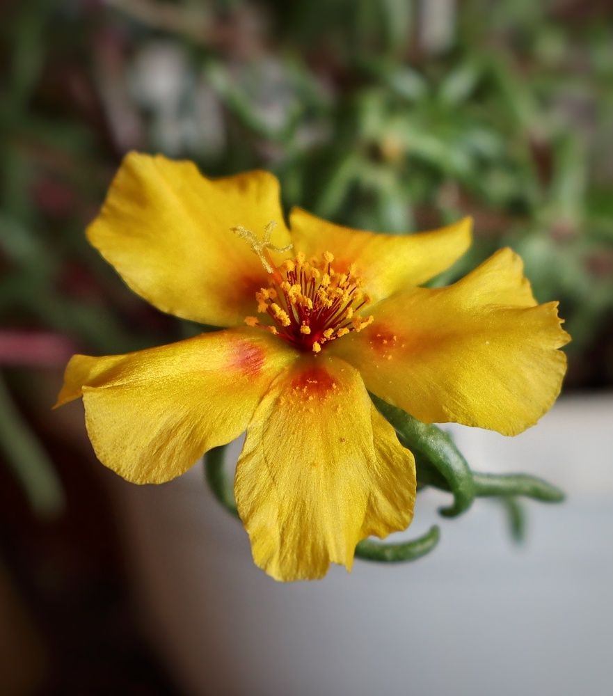 Photograph by Katiaponzini