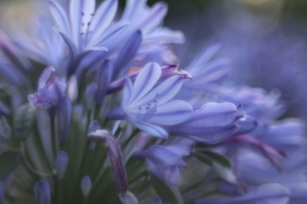 Photograph by Anna Perevozchikova