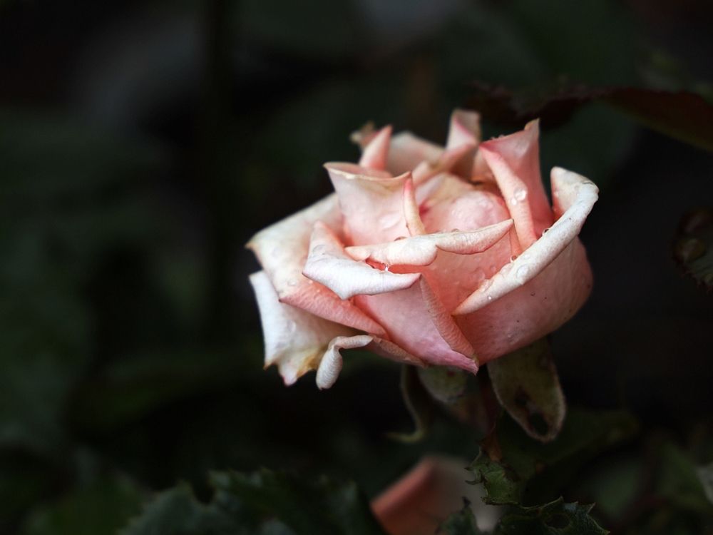 Роза (rose)