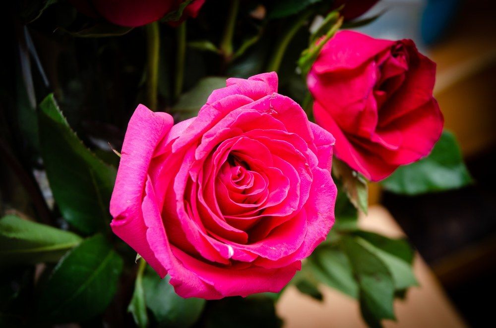 Photograph by Mishel Photographer