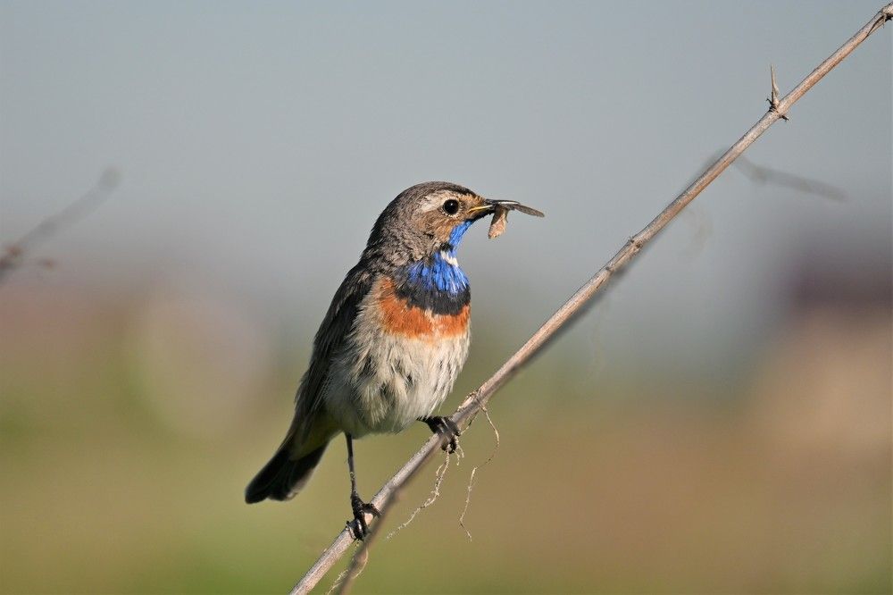 Фотография автора IRINA FILIPPOVA