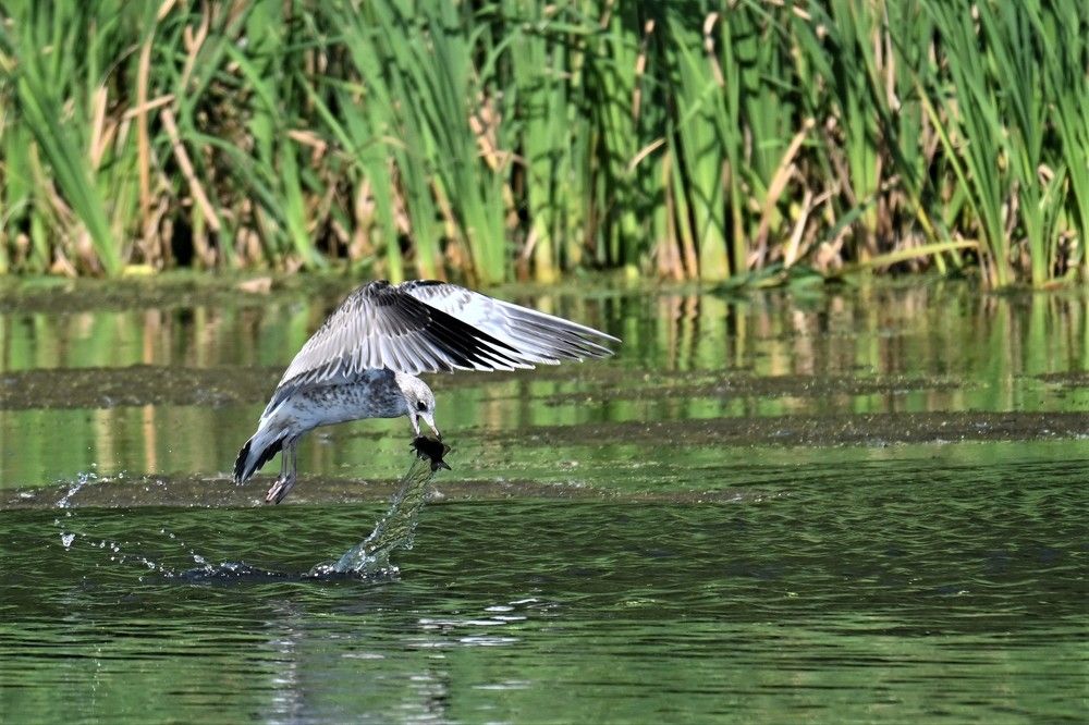 Фотография автора IRINA FILIPPOVA
