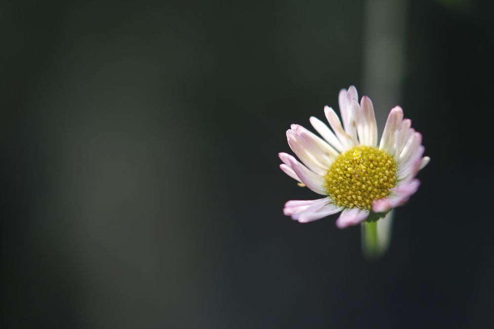 Photograph by Abdul Aleem Basha