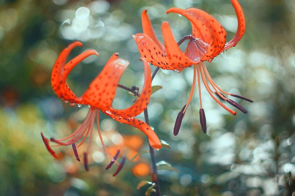 Photograph by Татьяна Шандромайло