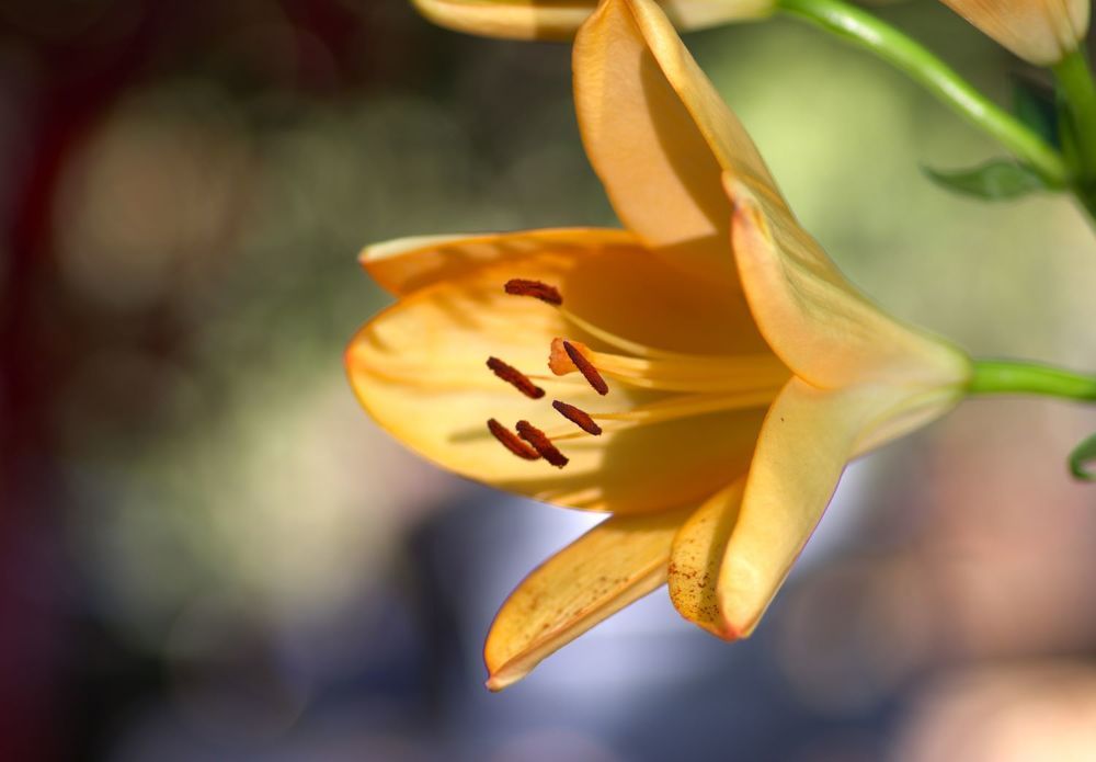 Photograph by Merav Zuberman Perkal